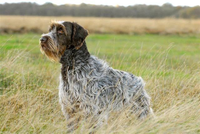 griffon-korthals-wirehaired-pointing-griffon