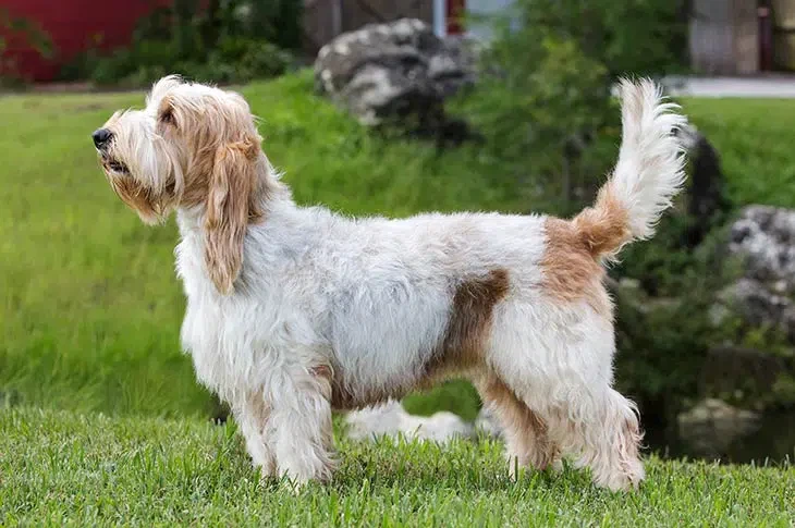 Grand-Basset-Griffon-Vendeen-on-White